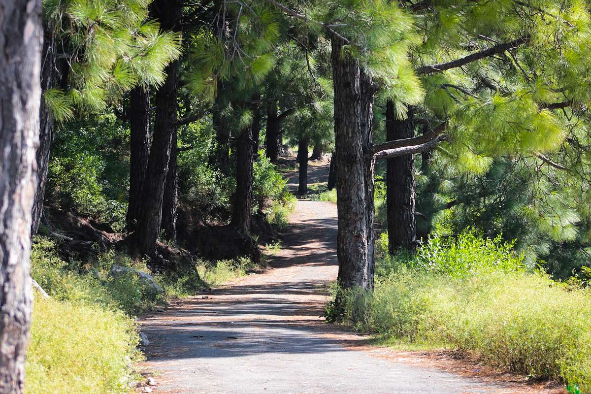 A sunny pine forest trail in Margalla Hills National Park