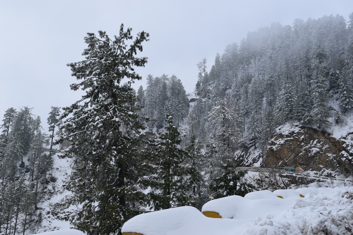 Snow on the pine forest along the road to Nathia Gali