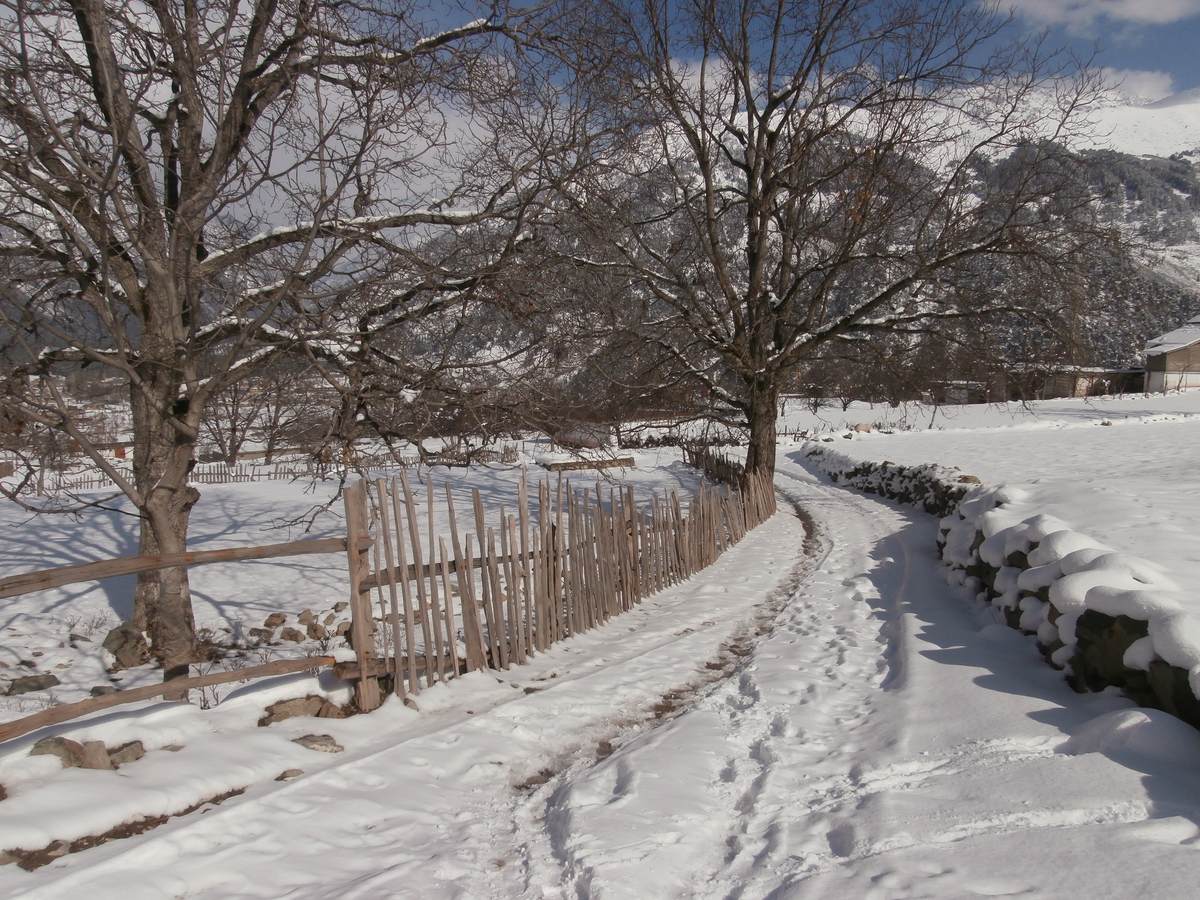 A snow-covered village lane in Kalam with a wooden fence and bare trees