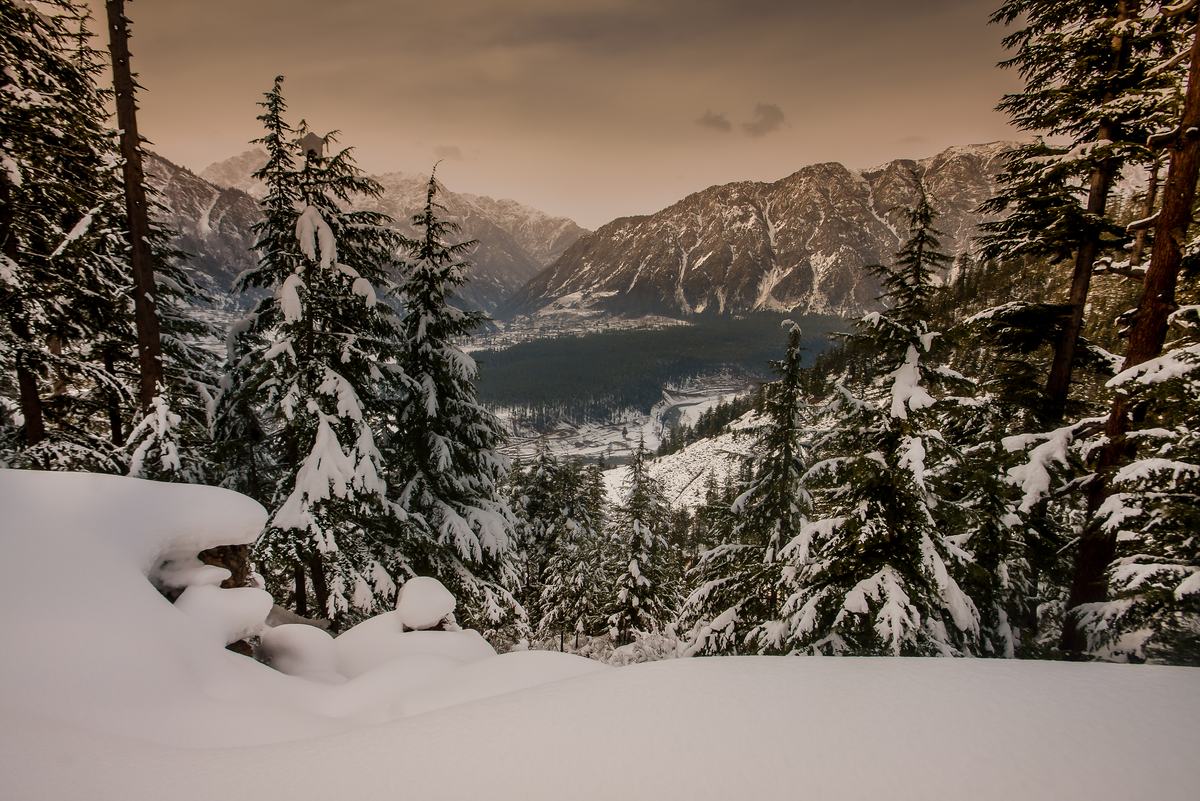 Snow-laden pine forest looking down on Kalam Valley in evening light